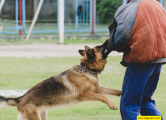 Reasons for Rough Dog Paws